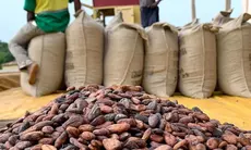 Ghana : prix du cacao pour la campagne 2025-2026