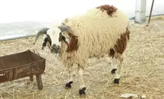 Nabeul : un quota de 1.000 moutons pour l’Aïd 2027