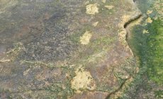 Sur les traces des dinosaures : Taghazout et Anza réunis par un passé préhistorique