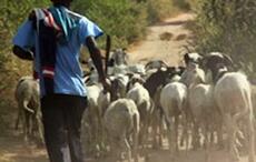 Thiès : 11 béliers volés au foirail de Hersent, faute d’éclairage public