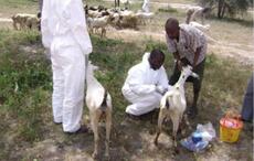Alerte à Kolda : Des cas de Fièvre de la Vallée du Rift confirmés chez des chèvres