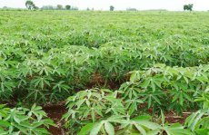 La femme dépositaire des savoirs endogènes liés à la gestion de la pratique de la culture du manioc cultivé dans le (…)