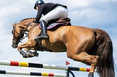 Conflit fédération d’équitation – ministère du Sport : les cavaliers algériens privés des compétitions