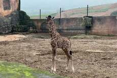 Naissance d’une girafe au Maroc : les détails d’un programme de reproduction animale réussi