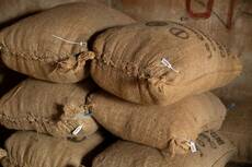 Côte d’Ivoire : 26 000 tonnes de cacao déjà vendues selon le SNT