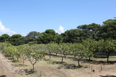 Des champs de Béjaïa aux rayons des États-Unis : ce produit de terroir franchit l’océan