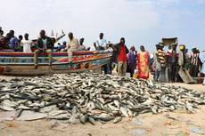 Intempéries au Sénégal : Le ministère des Pêches confirme le décès de deux pêcheurs frappés par la foudre à Dakar et&nbsp;(…)