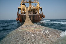 Licences de pêche : la commission doit ouvrir ses auditions, quatre responsables au programme