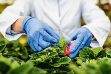 Agriculture : l’Algérie mise sur la biotechnologie pour produire ce fruit localement