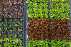 Développement des légumineuses sèches : l’Algérie mise sur plus de 100 000 hectares en 2025