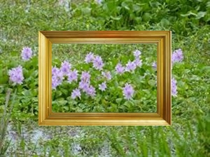 Cameroun : la jacinthe d'eau utilisée comme art